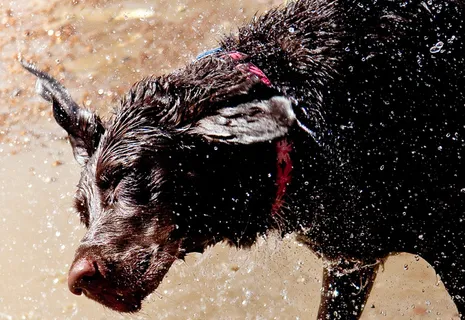 卷毛寻回犬,凯丽蓝梗,标准贵宾犬,水猎狗,葡萄牙水犬,水喷雾