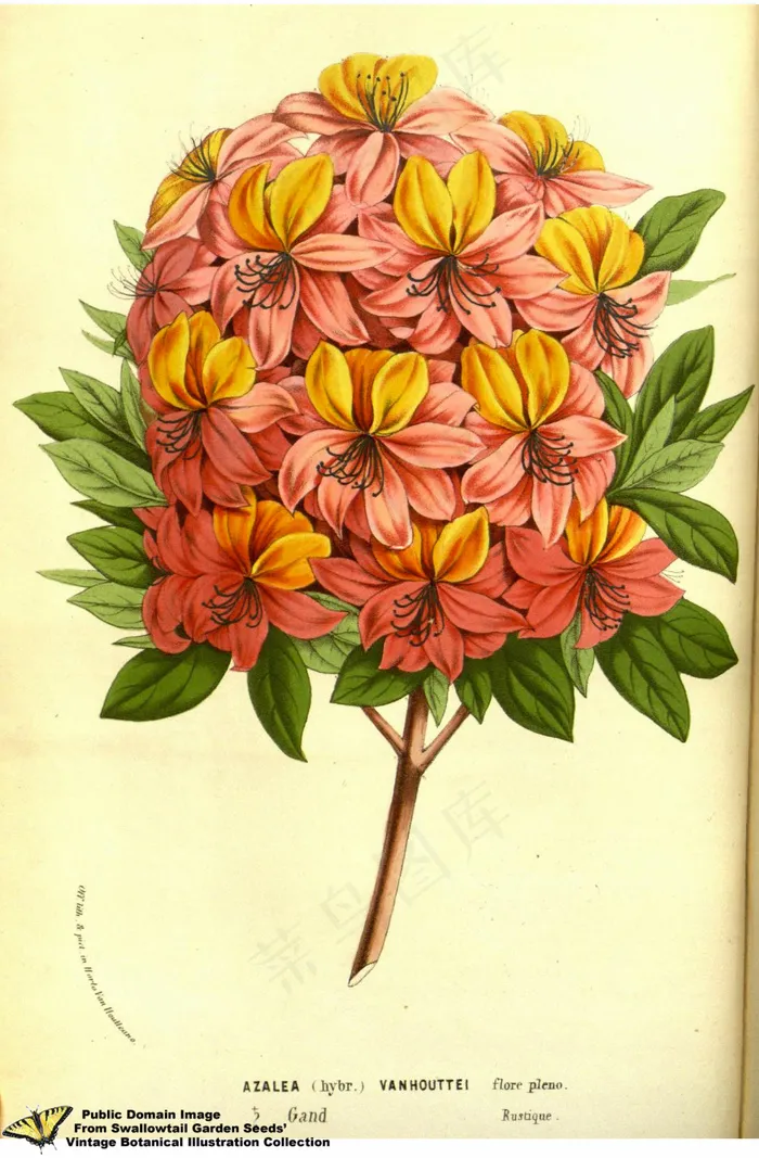 手绘花,鲜花矢量图,油画,绘画,花,杜鹃杂交。简历。 Vanhouttei。欧洲诉第13卷（1858年）