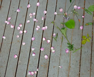 大头针,珠帘,窗帘,线帘,衣柜门,五十一玫瑰花瓣在后门廊上