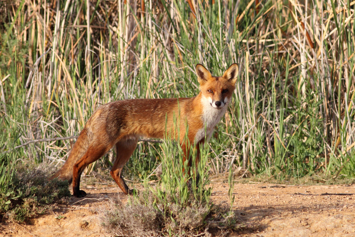 赤狐,草原狐,豺,鬃狼,野狗,欧洲红狐狸（Vulpes vulpes）