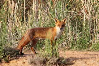 赤狐,草原狐,豺,鬃狼,野狗,欧洲红狐狸（Vulpes vulpes）