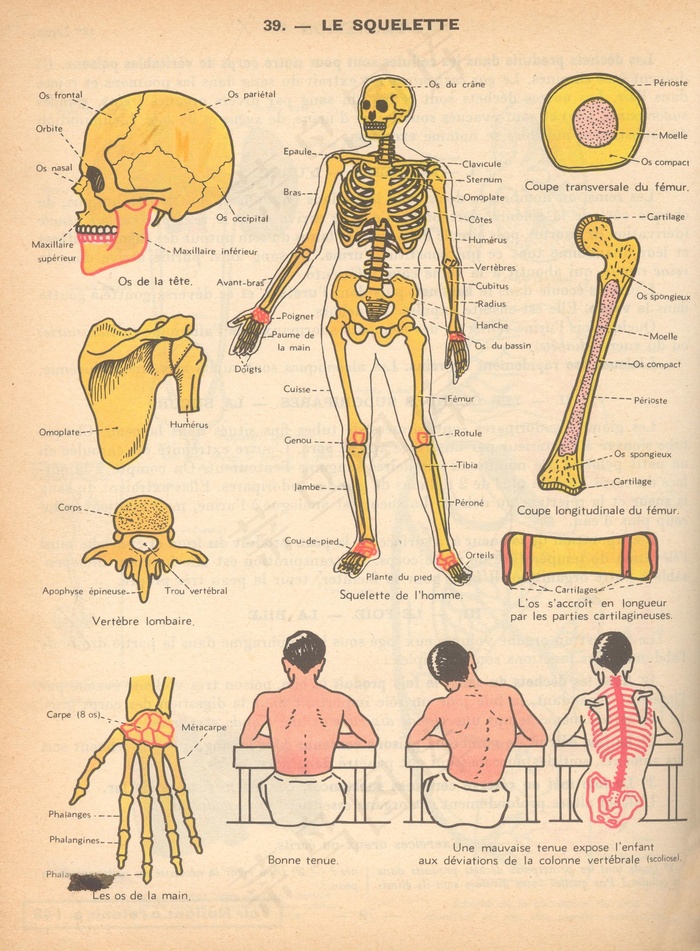 屏幕截图,卡通动漫人物,经络图,壁画,人体骨骼,科学应用程序p39