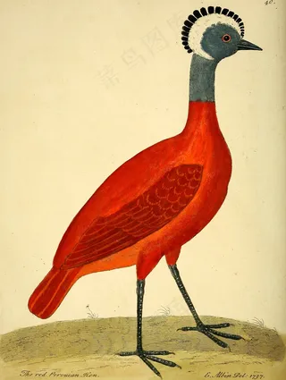 图片来自“鸟类的自然历史：用一百零一块铜板插图，从生活中好奇地雕刻出来”（1731年）