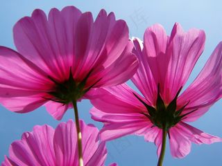 韭兰,大波斯菊,花卉,波斯菊,工笔画,在宇宙下