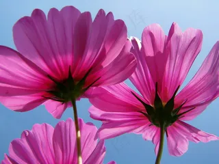 韭兰,大波斯菊,花卉,波斯菊,工笔画,在宇宙下