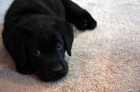 拉不拉多,拉不拉多犬,拉布拉多犬,直毛猎狗,小狗,希洛