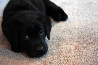 拉不拉多,拉不拉多犬,拉布拉多犬,直毛猎狗,小狗,希洛