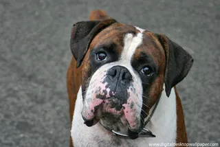 美丽的拳击手狗照片