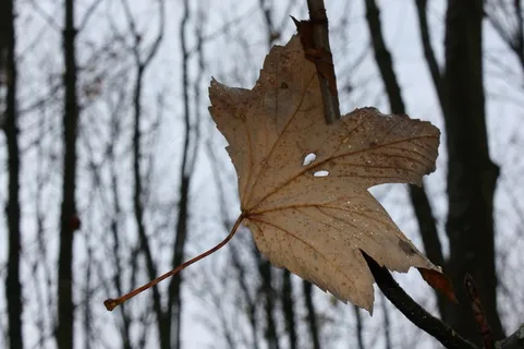 枫叶,梧桐叶,枫树,挪威槭,黄叶,秋天的幽灵