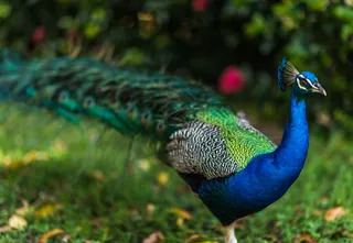 自由放养的孔雀