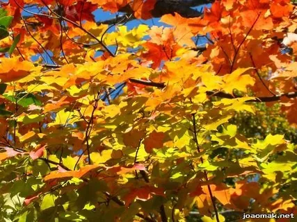 花卉,枫叶,油画,枫叶槭,,IMG_2504