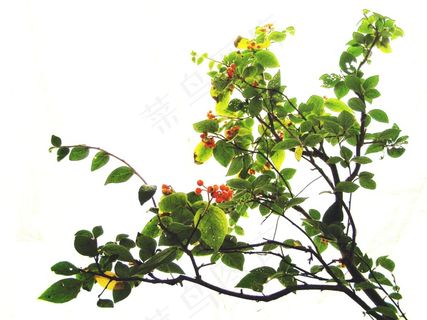 植物,树,花卉,盆栽植物,工笔画,花道
