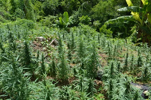 生态林,白皮松,蜀桧,树,黄花蒿,甘贾农场 生态林,白皮松,蜀桧,树,黄花蒿,甘贾农场