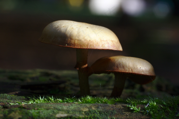 蘑菇,牛肝菌,蘑菇/菌类,冬菇,蜜环菌,皮尔兹·奥夫·扎恩（Pilz auf Zaun）