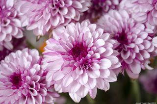 工笔画,花卉,红菊花,菊花高清图,翠菊属,雨天花