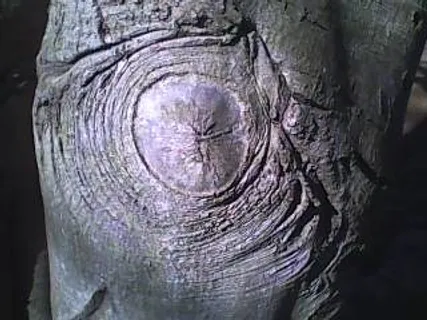 手提包,包,漩涡,卫星云图,超强台风,山毛榉 手提包,包,漩涡,卫星云图,超强台风,山毛榉