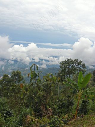 树,天空,风景,花卉,荷花,哥伦比亚的储备咖啡农场