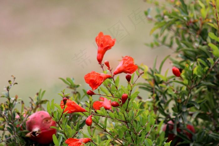 花卉,石榴花,榴花,工笔画,玫瑰花,石榴（石榴）-栽培