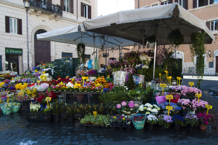 紫露草属,自然公园,花店,游乐场,油画,Floristería