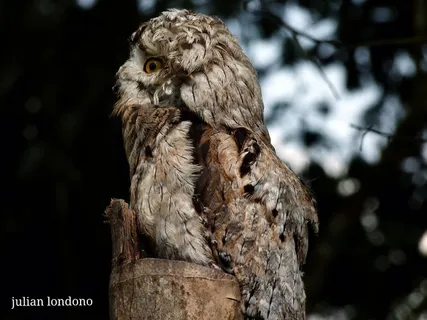 波图(Nyctibius griseus) 波图(Nyctibius griseus)