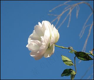 植物,花卉,白茶花,白月季,吊坠,白玫瑰