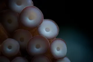 植物,鸡蛋,玩具,葱,珍珠,章鱼的花园