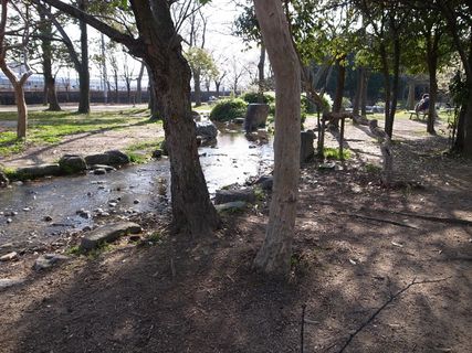 树,松林,生态林,古榕,雪树银花,小溪,河流,树林,公园,河流,树林,公园,R0012676