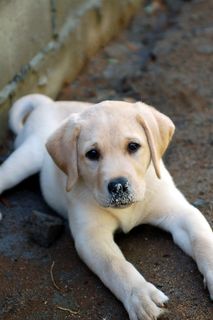 拉不拉多,拉布拉多犬,小狗,拉不拉多猎犬,黄金猎犬,汤玛士