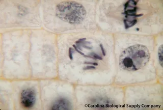 洋葱根尖，有丝分裂