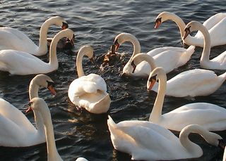 天鹅,白鹅,大天鹅,肉鹅,湖泊,“丑小鸭！”或“游乐场蓝调”