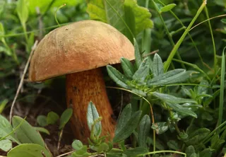 牛肝菌,蘑菇,树,蜜环菌,蘑菇/菌类,香菇209