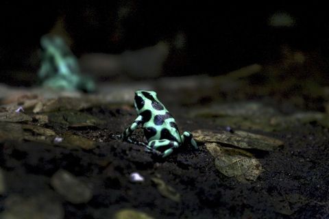 蓝色箭毒蛙,虫子,明亮黑绿箭毒蛙,箭毒蛙,鸟类,树蛙