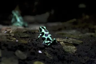 蓝色箭毒蛙,虫子,明亮黑绿箭毒蛙,箭毒蛙,鸟类,树蛙