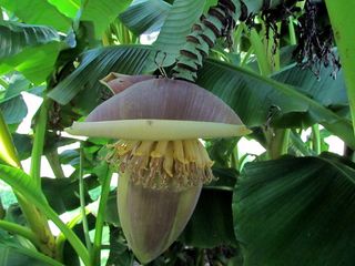 植物,香蕉树,盆栽植物,香蕉花,花卉,025-香蕉树花Pittsboro NC 1661