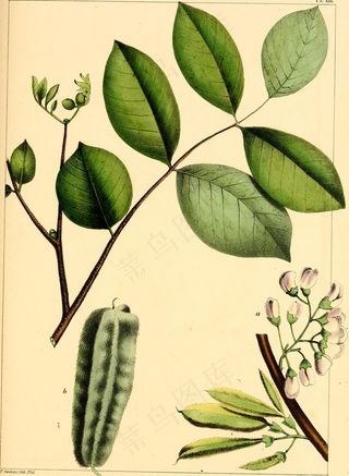 来自“北美森林”第288页的图像；或者，对美国，加拿大和新斯科舍省的林木的描述。特别考虑到它们在艺术中的用途及其在商业中的引入。一个