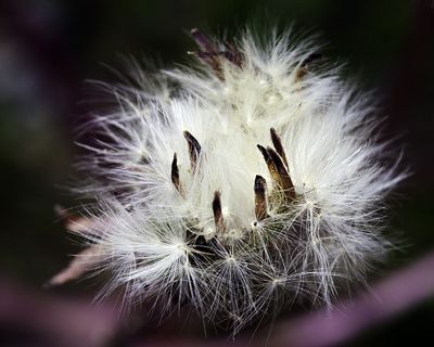 薄公英,头发,蒲公英图片,花卉,鸟类,蒲公英宏