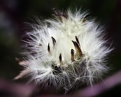 薄公英,头发,蒲公英图片,花卉,鸟类,蒲公英宏 薄公英,头发,蒲公英图片,花卉,鸟类,蒲公英宏