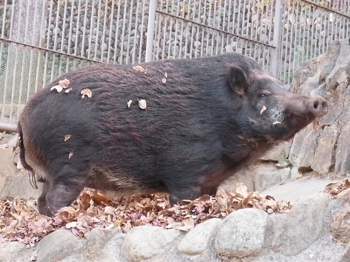 袋獾,鸟类,野猪,猪圈,黑色的松鼠,キントン