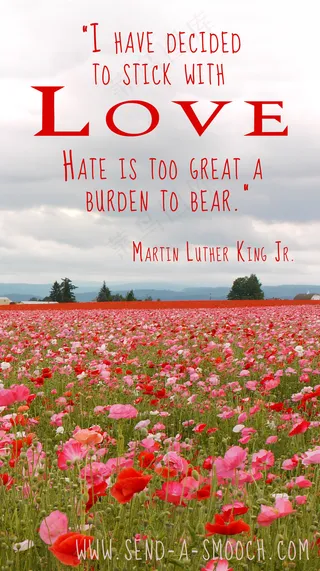 MLK爱情报价与罂粟