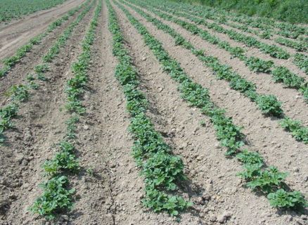 草原,滴灌,村道,菜地,大棚,马铃薯田球衣