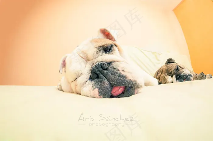 屏幕截图,中国沙皮犬,巴哥犬,法兰西斗牛犬,小狗,甜蜜的梦