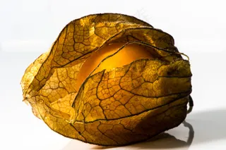 乌龟,工艺品,石头,朝鲜蓟,核桃,333/366酸浆第二部分