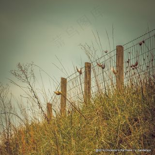 芦苇丛,天空,芦花,麦田,树,星期五快乐栅栏