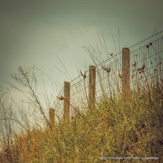 芦苇丛,天空,芦花,麦田,树,星期五快乐栅栏