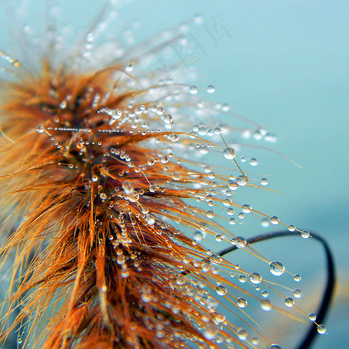 ,树,雨珠,蒲公英图片,,珍珠奇迹