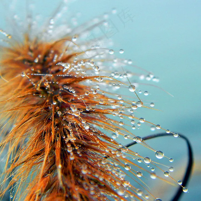 ,树,雨珠,蒲公英图片,,珍珠奇迹