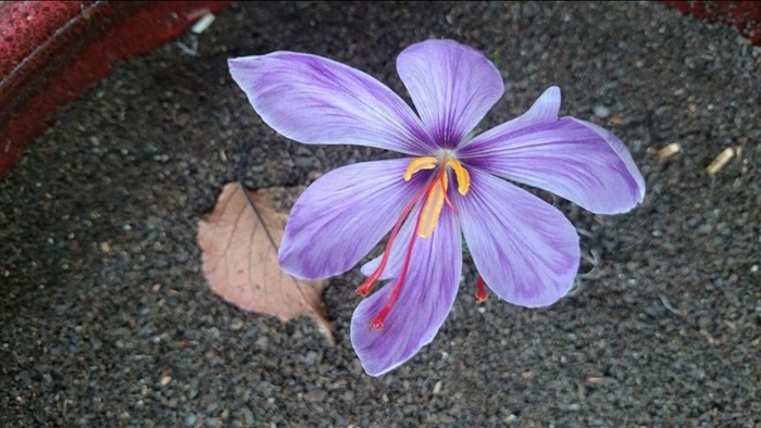 藏红花,番红花,花卉,麻叶绣线菊,菊花,藏红花番红花-由朋友在堪培拉种植