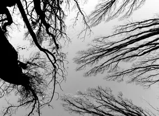 钢笔画,图画,枯枝,树枝,黄山松,今天没有颜色