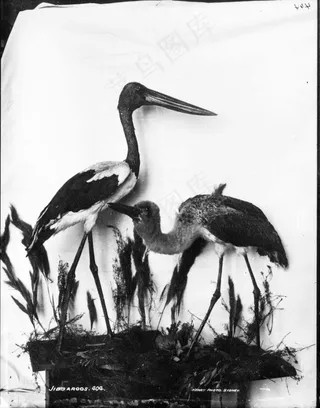 鸟类,苍鹭,卡通动漫人物,钢笔画,图画,吉巴鲁