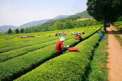 茶地,茶叶,茶叶树,龙脊梯田,茶山,보성（绿茶）
